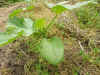 2003718hatake991.JPG (94863 バイト)