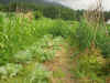 2003718hatake992.JPG (87989 バイト)