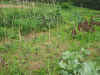 2003718hatake993.JPG (88741 バイト)