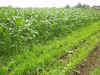 2003718hatake994.JPG (94663 バイト)