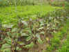 2003718hatake995.JPG (90312 バイト)
