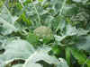 2003718hatake998.JPG (91324 バイト)