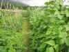 2003718hatake9992.JPG (92430 バイト)