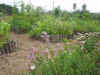 2003718hatake9994.JPG (90184 バイト)