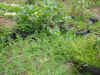 2003718hatake9996.JPG (91238 バイト)