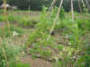2003718hatake9997.JPG (90692 バイト)