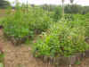 2003718hatake99992.JPG (90502 バイト)