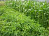 2003718hatake999.JPG (91120 バイト)