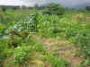 2003718hatake99.JPG (90711 バイト)