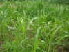 2003718hatake9.JPG (89049 バイト)