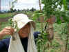 200374pama1.jpg (71273 バイト)