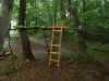 2003816morinoko.JPG (84935 バイト)
