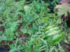 2003820hatake12.JPG (91045 バイト)
