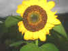 2003820hatake15.JPG (87035 バイト)