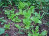 2003820hatake4.JPG (92299 バイト)