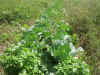 200397hatake93.JPG (91389 バイト)