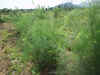 200397hatake993.JPG (88609 バイト)