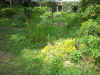 200397niwaa1.JPG (91974 バイト)