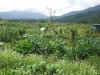 200397pama7.JPG (92964 バイト)