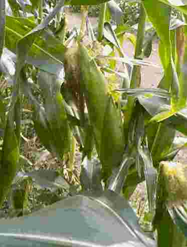 hatake.toumorokosi.jpg (10588 バイト)